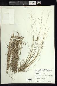 Digitaria hitchcockii image