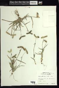 Dactyloctenium aegyptium image