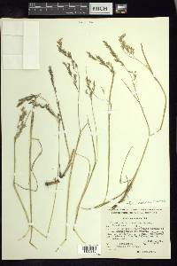 Deschampsia liebmanniana image