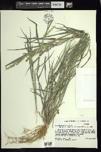 Echinochloa colona image