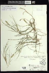 Distichlis spicata var. spicata image