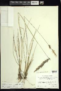 Danthonia filifolia image