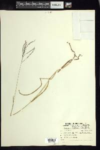 Digitaria leucites image