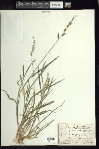 Echinochloa colona image