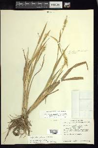 Echinochloa jaliscana image