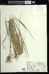 Digitaria insularis image