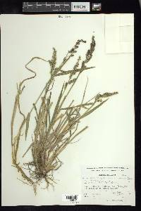 Echinochloa crus-galli var. zelayensis image