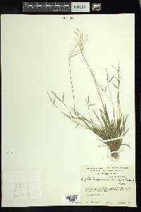 Digitaria argillacea image