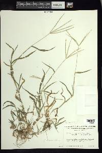 Digitaria bicornis image