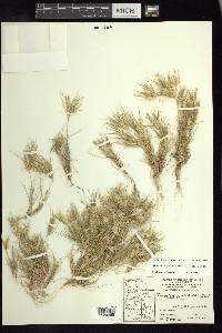 Dasyochloa pulchella image