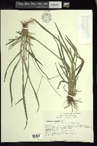 Digitaria ciliaris image