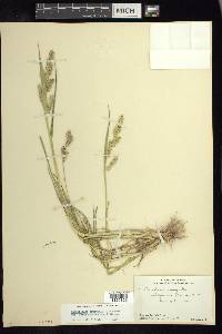 Echinochloa crus-galli var. zelayensis image