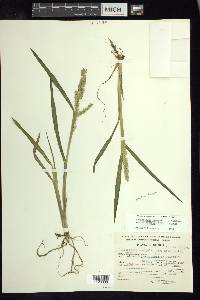 Echinochloa crus-galli var. zelayensis image