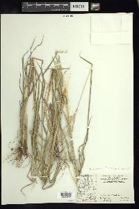 Digitaria insularis image