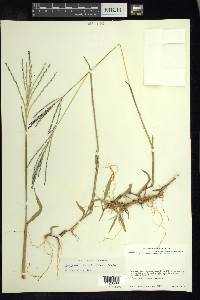 Digitaria leucites image