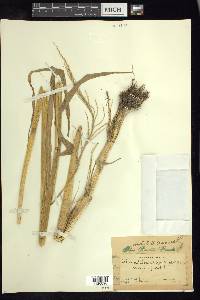 Echinochloa holciformis image