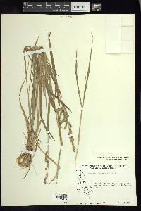 Echinochloa colona image