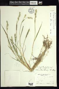 Echinochloa jaliscana image