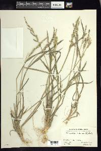 Echinochloa colona image