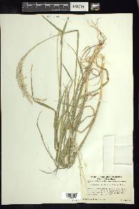 Digitaria californica image