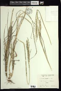 Digitaria insularis image