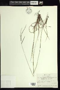 Digitaria curtigluma image