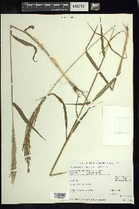 Digitaria insularis image