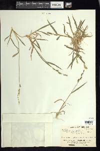 Echinochloa colona image