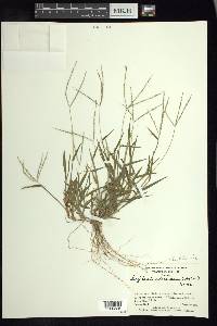 Digitaria ciliaris image