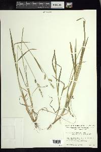 Echinochloa colona image