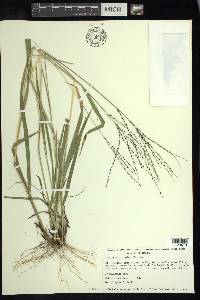 Digitaria curtigluma image