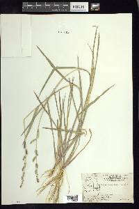 Echinochloa colona image