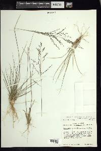 Eragrostis trichocolea image