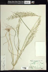 Eragrostis mexicana image