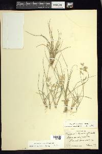 Eragrostis secundiflora image