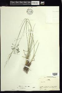 Eragrostis swallenii image