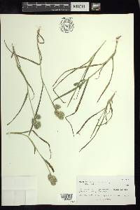 Eleusine multiflora image