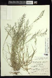 Eragrostis mexicana subsp. mexicana image