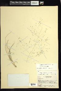 Eragrostis lugens image