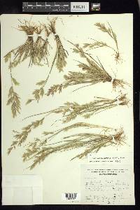 Eragrostis maypurensis image