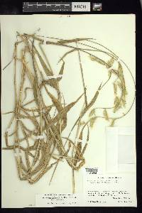 Eriochloa nelsonii image