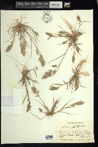 Eragrostis maypurensis image