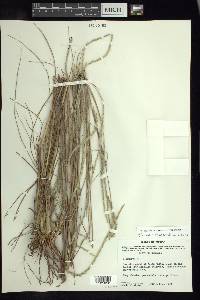 Elionurus ciliaris image