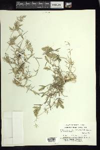 Eragrostis reptans image