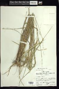 Eragrostis spicata image