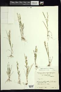 Eragrostis maypurensis image