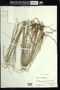 Elionurus tripsacoides image