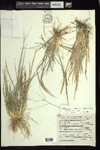 Enteropogon chlorideus image