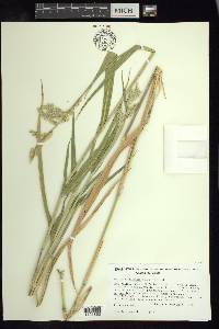 Eriochloa nelsonii image