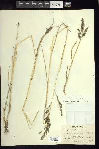 Eragrostis plumbea image